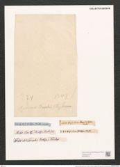 Brebissonia boeckii (Kütz.) Grun. (de-Toni-Nr.: Genus 24, Species 1242) Zeichnungen Sammlung Grunow (NHMW-BOT-W0369518)